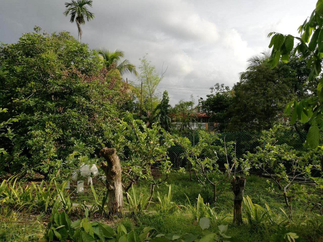 Guesthouse Dragon Place Taiping Buitenkant foto